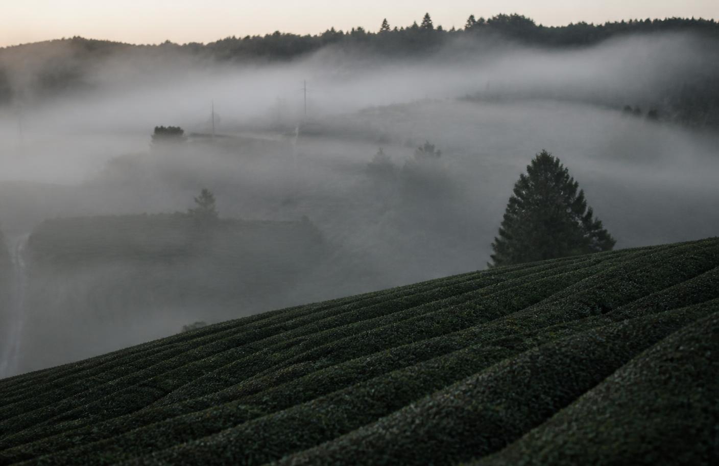 The Way of Tea: mindfulness in every whisk
